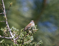 Field Sparrow